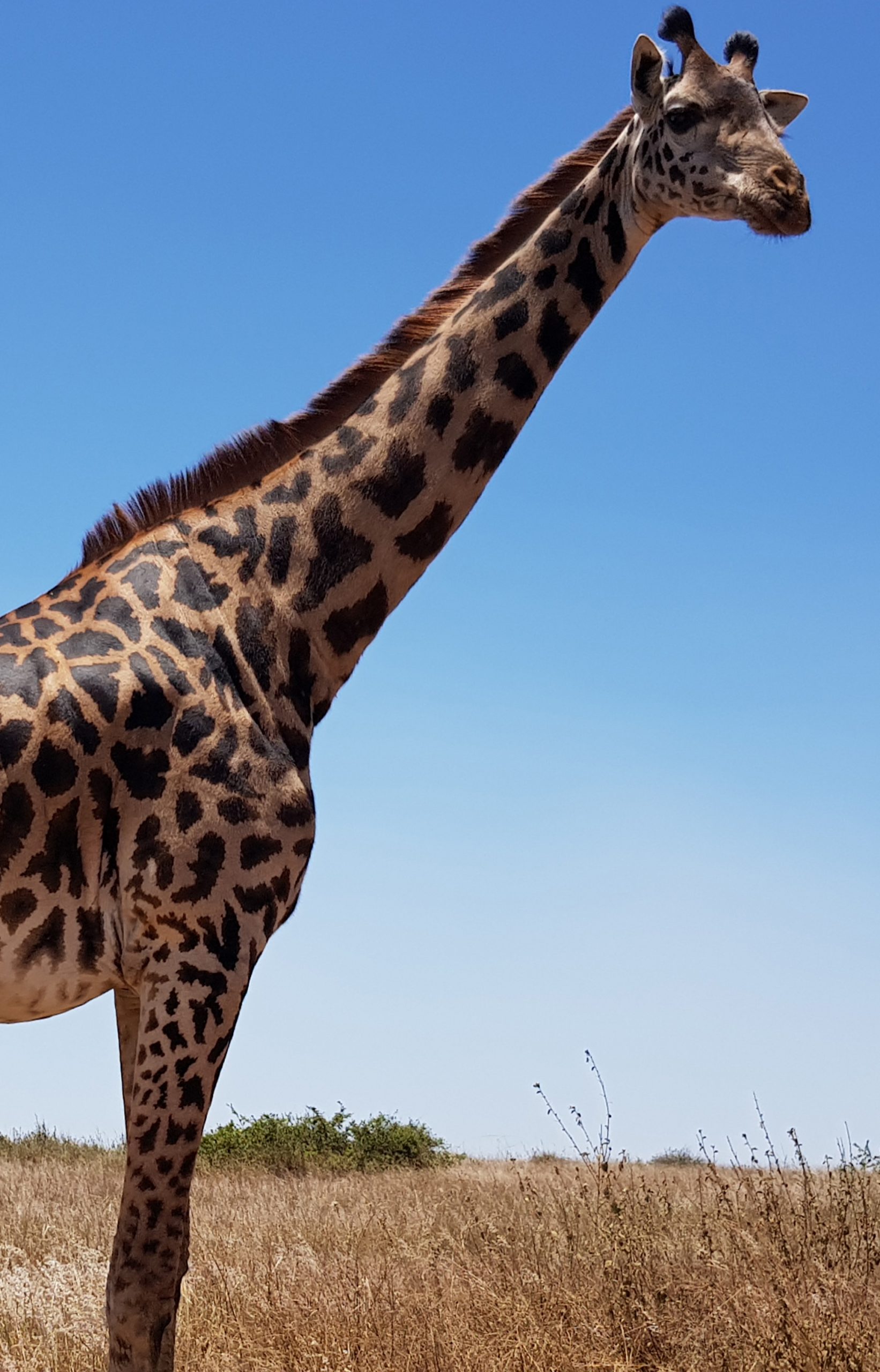 A girafe in Nairobi national park